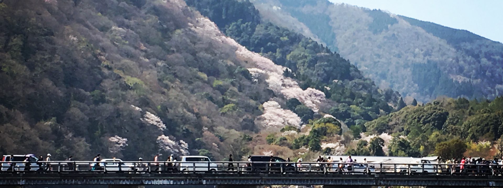 嵐山の桜🌸満開
