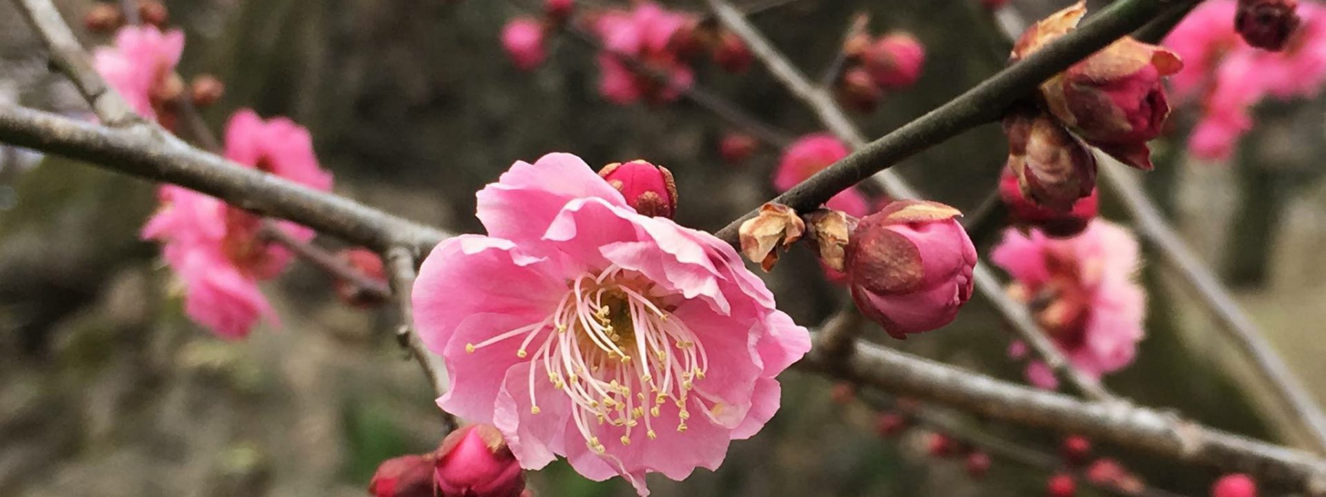 北野天満宮の梅花祭