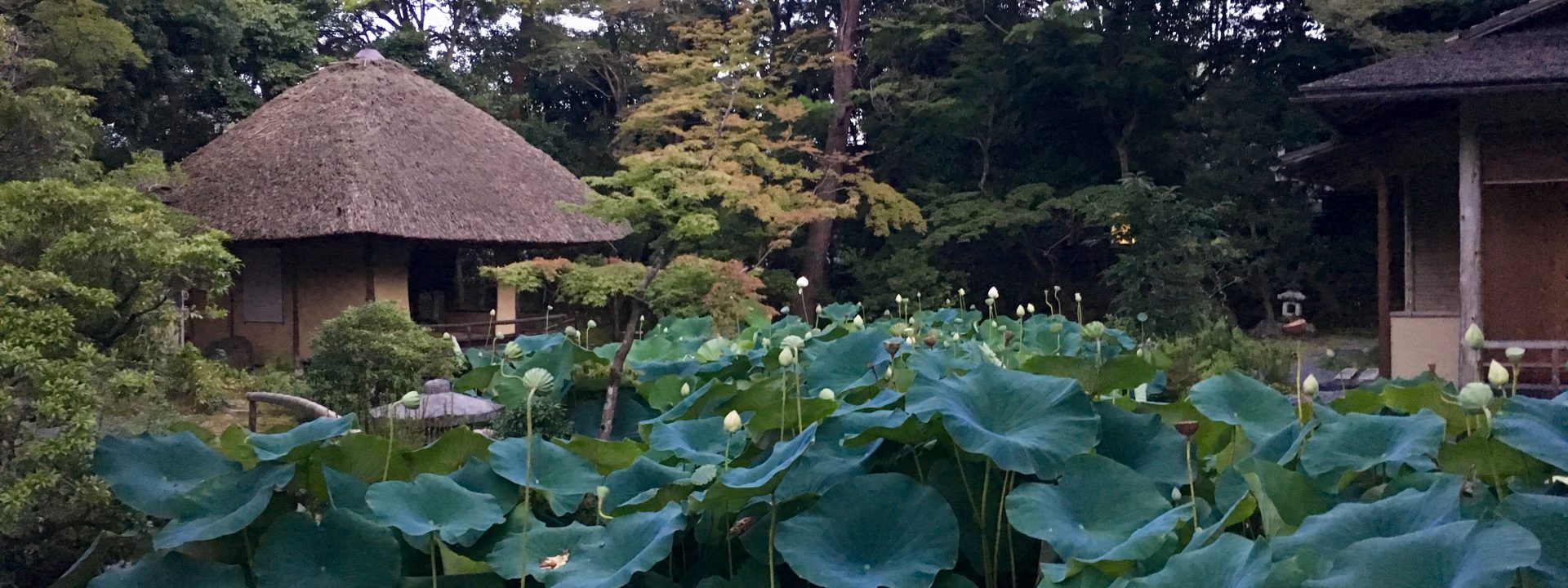 「蓮のはなし」トークショー